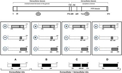 Immunoreactivities Against Different Tyrosine-Phosphatase 2 (IA-2)(256-760) Protein Domains Characterize Distinct Phenotypes in Subjects With LADA